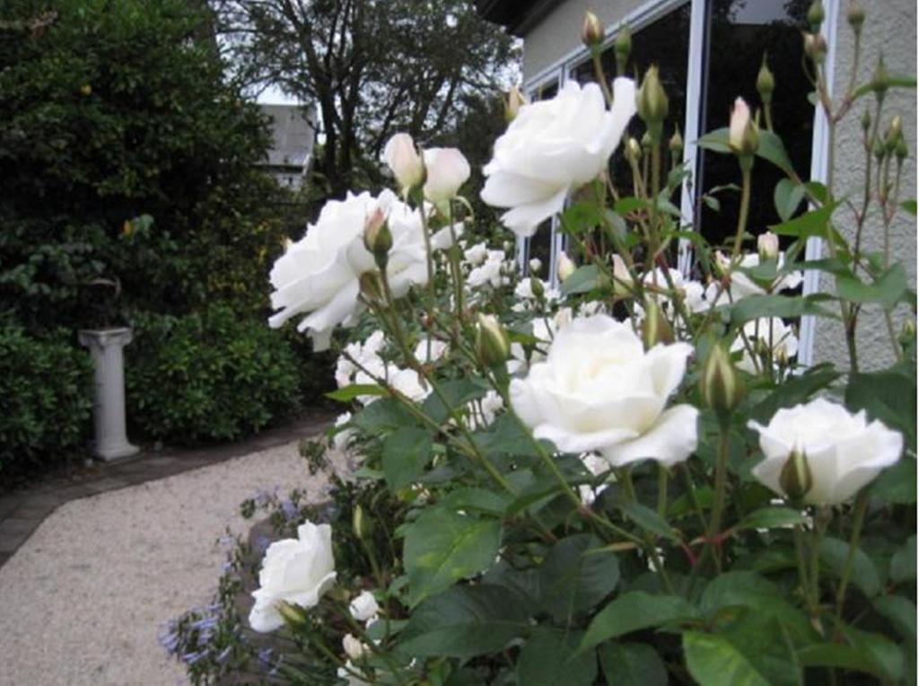 Finlay Banks Boutique Bed & Breakfast Christchurch Esterno foto
